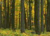 Javorov� les bl�zko Peachamu.