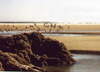 Pt�ci nad Long Beach.