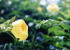 Alamanda.