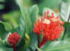 Ixora �arlatov� neboli poby�ka.