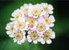 Kv�tina.