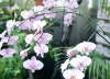 Orchidej Phalaenopsis.