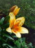 Lilie, hybrid "Gugerna".
