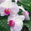 Orchidej phalaenopsis.