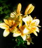 Lilie, hybrid "Gugerna".