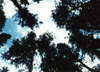 Koruny strom� v Little Fortu.