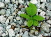 List ostru�iny.