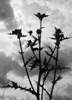Bodl�k.