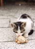 Kot� s d�ev�nou my�kou.