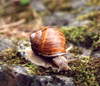 Hlem��� zahradn�.
