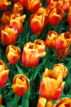 Tulip�ny "Kees Nelis".