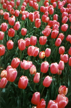 Tulip�ny "Lucky Strike".