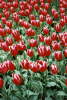 Tulip�ny "Vesel� vdova".