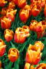 Tulip�ny "Kees Nelis".