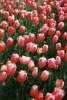 Tulip�ny "Lucky Strike".