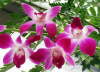 Orchidej "Dendrobium vznesene".