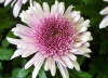Chryzant�ma.