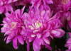 Chryzant�ma.