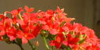 Ixora �arlatov�.