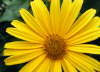 �lut� kv�tina.