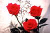 Ru�e z l�sky.