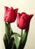 Tulip�ny.