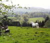 B�lou� v podh��� Wicklow Mountains.