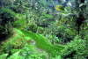 R��ov� pol��ka na Bali.