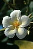 Plumiera �erven�.