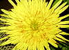 Gerbera plnokv�t�.