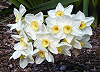 Narcisky.