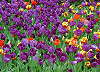 Tulip�ny zahradn�.
