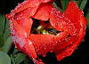 Orosen� tulip�n.