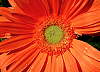 Gerbera.