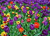 Z�hon tulip�n�.
