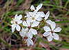 Burchardia umbellata - Milkmaids.