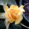 R��e.