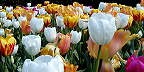 L�n tulip�n�.