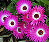 Kosmatce "Gelato Dark Pink".