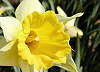 Narcis.