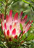 Protea repens.