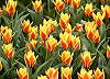 Tulip�ny "Golden day".