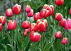 Tulip�ny zahradn�.