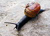 Plamatka lesn�.
