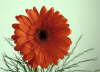 Gerbera.