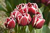 Tulip�ny zahradn�.