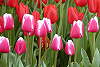 Tulip�ny "Lucky strike".