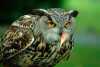 V�r velk�.