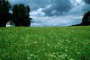 �umavsk� louka.