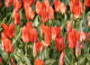 �erven� tulip�ny.